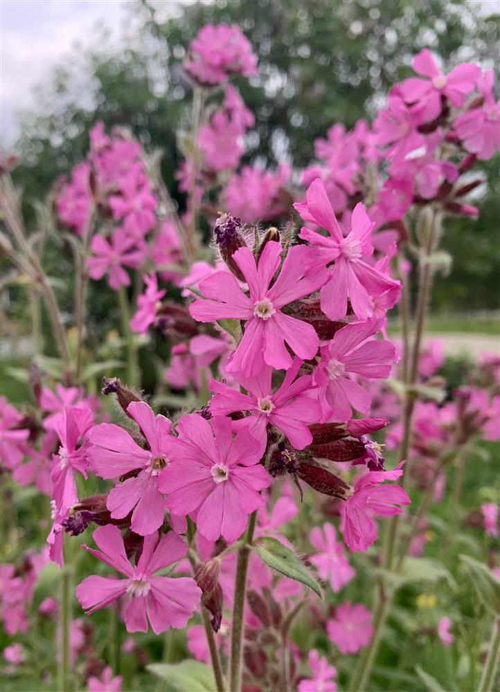 Klikk for stort bilde