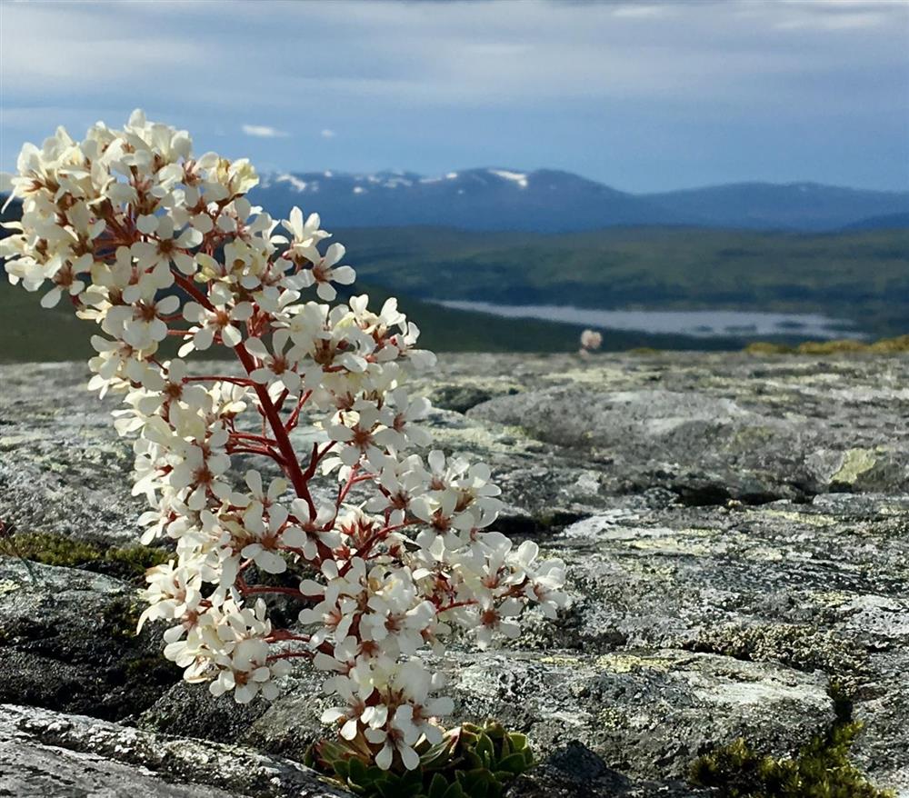 Klikk for stort bilde